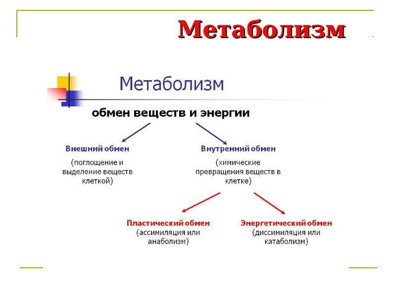 Презентация по теме энергетический обмен