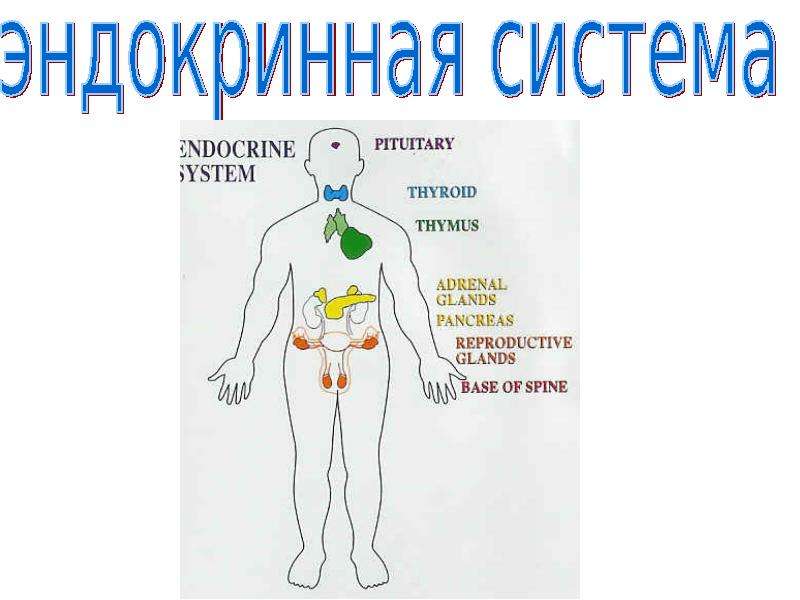 8 класс биология презентация на тему общий обзор организма