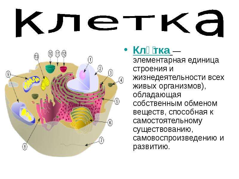 8 класс биология презентация на тему общий обзор организма