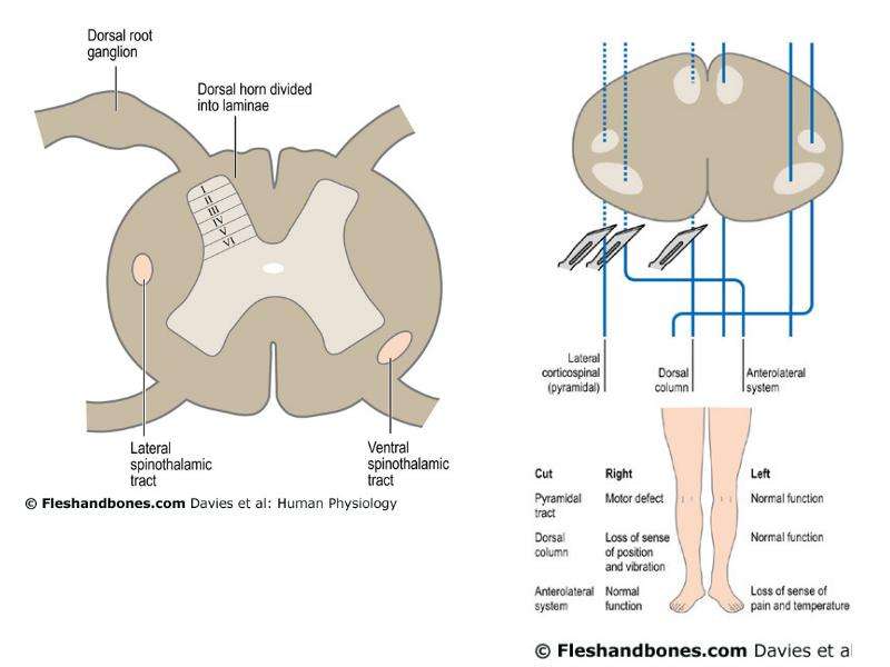 The year is divided. Dorsal root ganglion. Dorsal Horn. Medulla spinalis. E dorsal root ganglia.