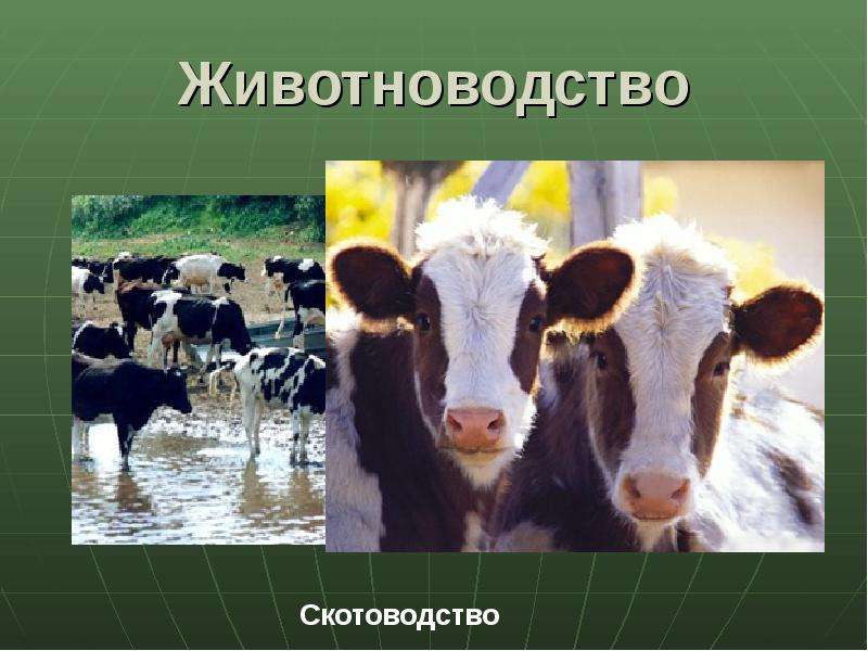 Животноводство картинки для презентации