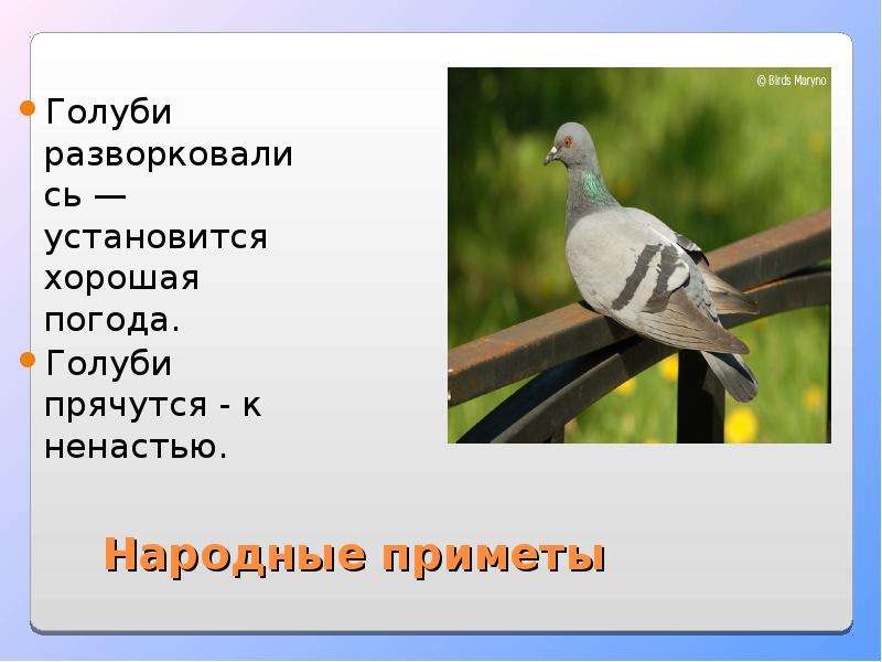 Приметы голубей. Народные приметы про голубей. Приметы про птиц голубь. Народные приметы о птицах голубях. Горлица приметы.