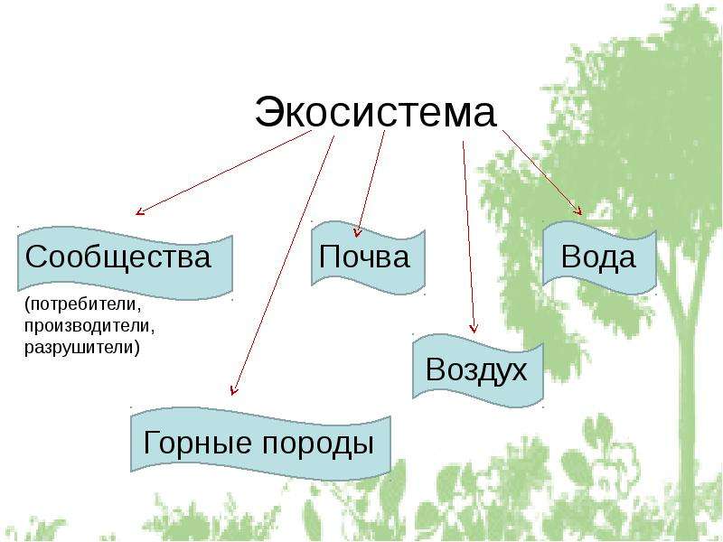 Квартира как экосистема презентация