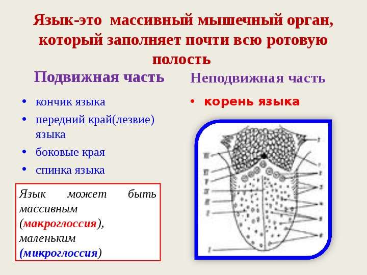 Передний край обзор