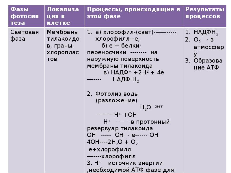 Процессы фотосинтеза и хемосинтеза. Конечные продукты фотосинтеза и хемосинтеза. Этапы процесса фотосинтеза и хемосинтеза. Хемосинтез таблица 10 класс. Фазы процесса фотосинтеза и хемосинтеза таблица.