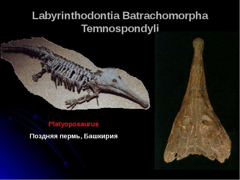 Симметрия хордовых