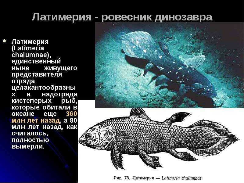 Латимерия биологический прогресс. Кистеперая рыба Латимерия. Отряд кистепёрые. Латимерия двоякодышащая рыба. Латимерия Эволюция.