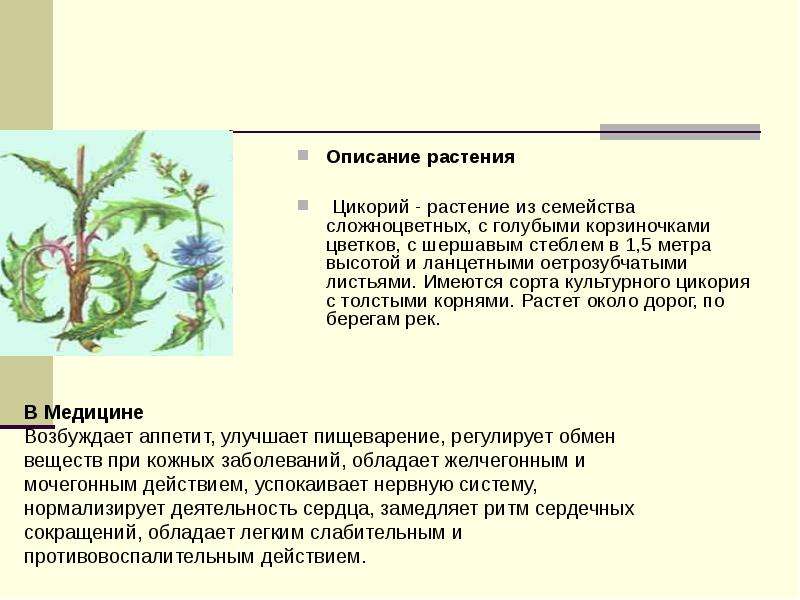 Описание растения план