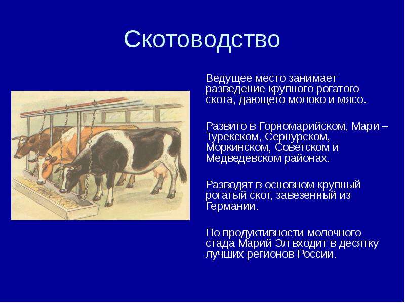 Каких животных разводили. Мясо-молочное скотоводство в России районы разведения. Животноводство районы разведения. Скотоводство презентация. Разведение крупного рогатого скота в России.