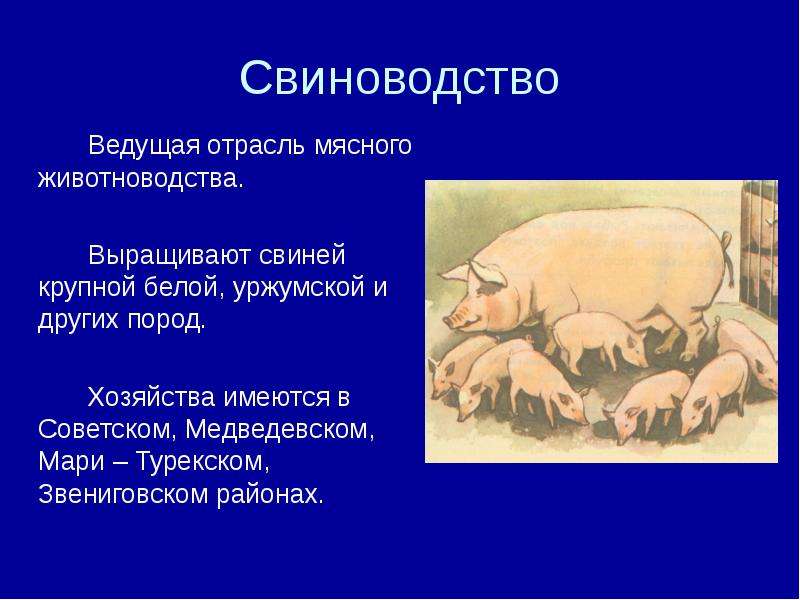 В хозяйстве имеются. Свиноводство презентация. Отрасль свиноводства. Презентация на тему свиноводство. Свиноводство проект.