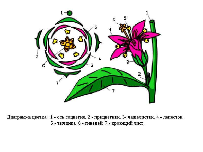 Незабудка диаграмма цветка