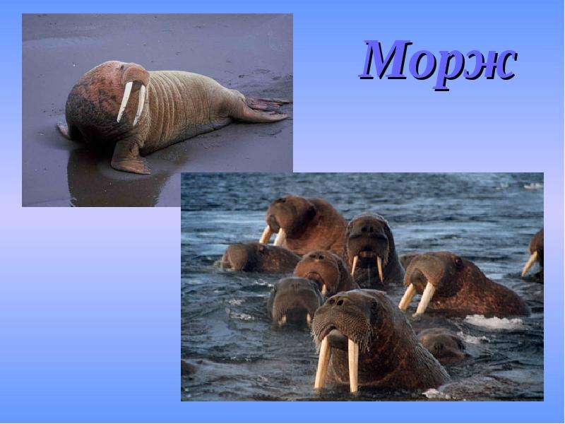 Презентация про моржа