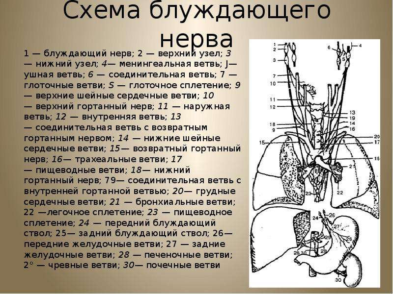 Ход блуждающего нерва схема