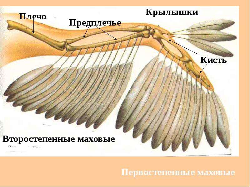 Кости пальцы птицы. Передняя конечность у птиц. Скелет и мышцы птиц. Мускулатура птиц. Верхние конечности птиц.
