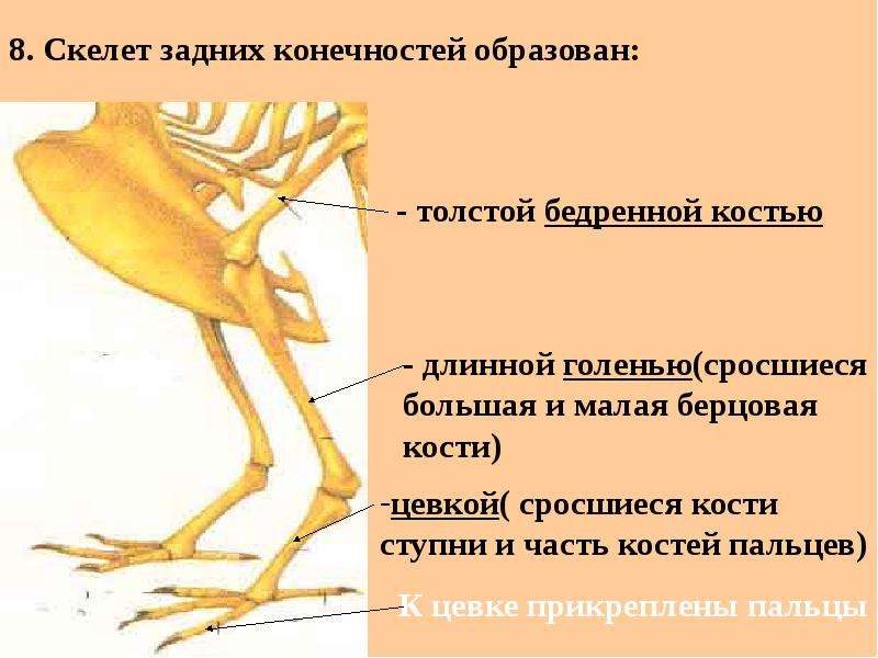 Кости пальцы птицы. Скелет птицы пояс задних конечностей. Скелет птицы строение пояс задних конечности. Скелет задних конечностей у птиц состоит. Скелет птицы цевка.