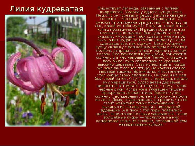 Растения из красной книги башкортостана фото и описание
