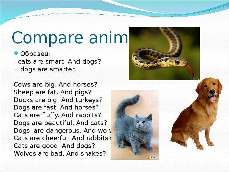 Compare animals. Compare animlas. Animals Comparison. Comparatives animals.