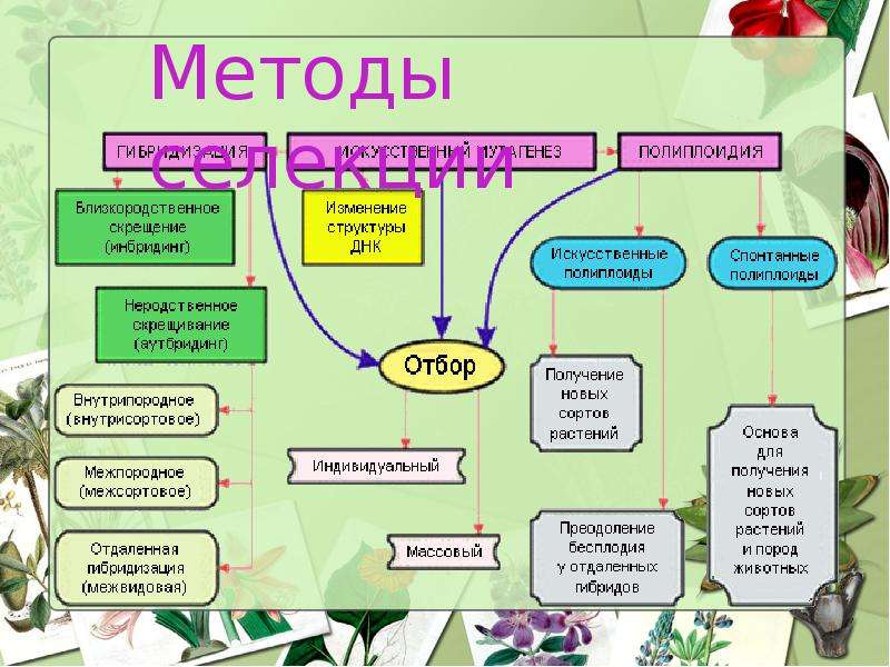 Современные методы селекции растений презентация