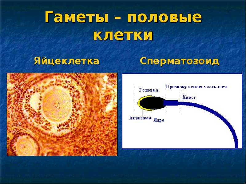 Женские гаметы образуются в яичниках. Образование гамет. Гамета фото. Гамета это.