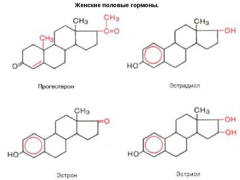 Женские половые гормоны презентация