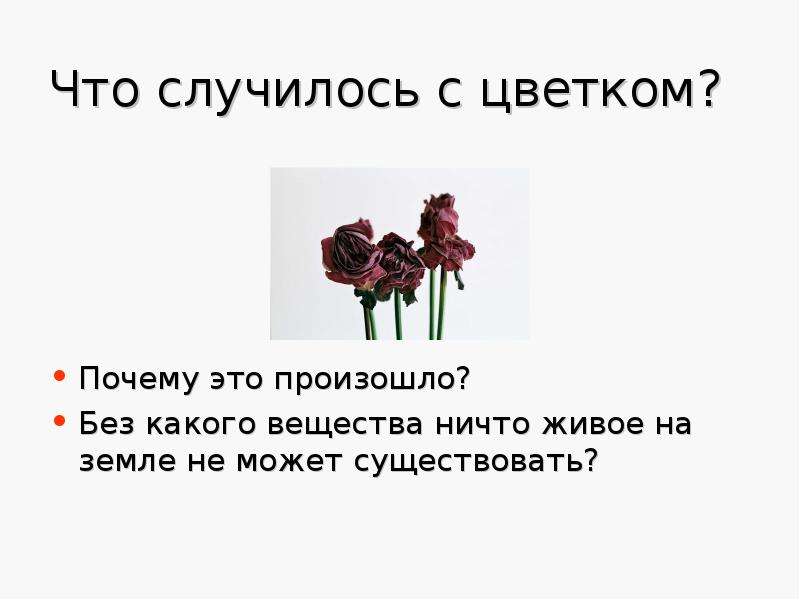 Зачем цветы. Без чего не может существовать проект. Что случилось с цветком. Что происходит с цветами. Что произошло с цветком к ночи?.