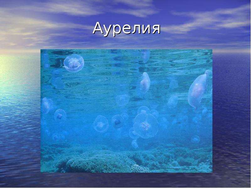 Влияние океанов на природу. Аурелия в жизни человека. Аурелия значение в природе. Аурелия значение в жизни человека. Океан на Маркуса.