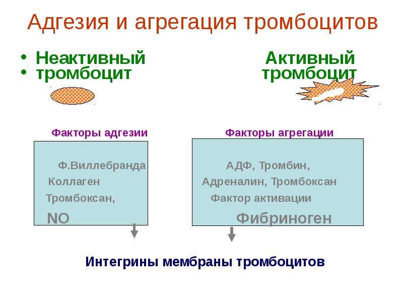 Адгезия в медицине. Факторы ускоряющие и препятствующие адгезии и агрегации тромбоцитов. Адгезия и агрегация тромбоцитов. Факторы агрегации тромбоцитов. Адгезия тромбоцитов.