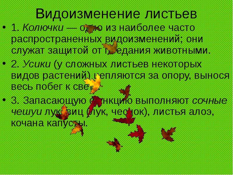 Видоизмененных листьев. Видоизменения листьев. Сообщение виды изменения листьев. Видоизменения листа таблица. Видоизменения листьев презентация.