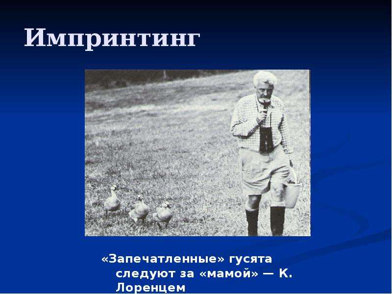 Импринтинг в психологии. Импринтинг картинки. Гусята импринтинг. Реактивный импринтинг. Импринтинг аппарат для изучения.