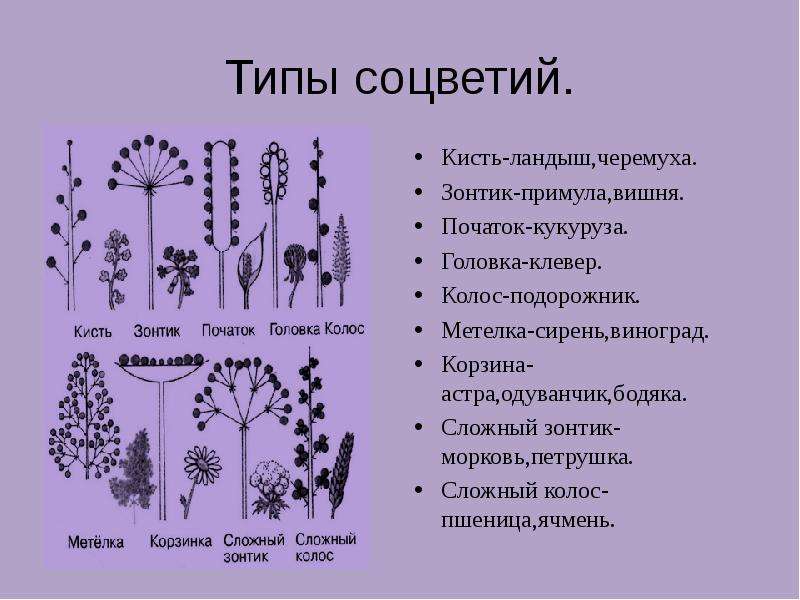 Зонтик початок. Типы простых соцветий 6 класс биология. Схемы соцветий 6 класс биология. Типы соцветий 6 класс биология кисть растения. Строение соцветия.