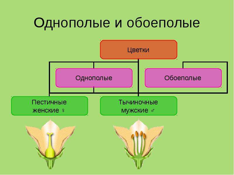 Обоеполые цветки. Однополые и обоеполые цветки. Схема обоеполого и раздельнополого цветка. Строение и разнообразие цветков. Строение цветка обоеполые и однополые цветки.