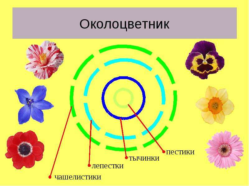 Пушкин цветок 3 класс пнш презентация