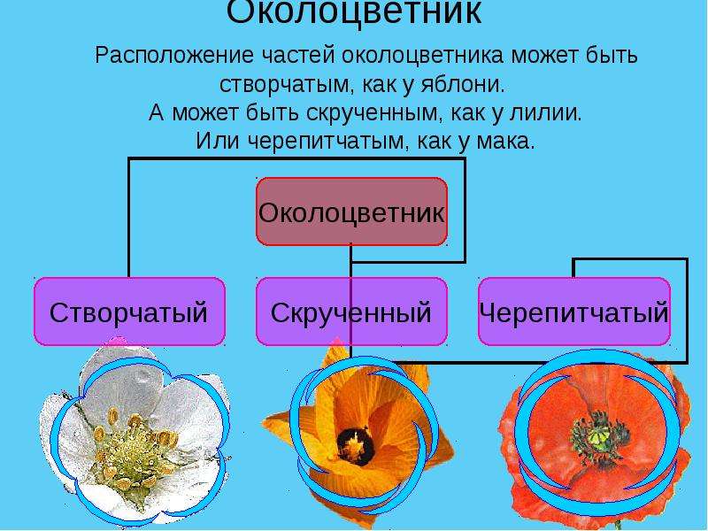 Наличие околоцветника. Расположение частей цветка. Циклическое расположение частей цветка. Круговое расположение частей цветка. Околоцветник строение и функции.