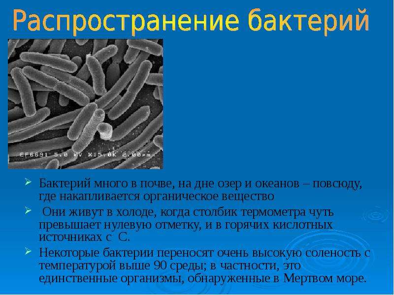 Класс биология бактерии. Доклад о бактериях. Презентация по биологии на тему бактерии. Проект бактерии. Бактерии биология презентация.