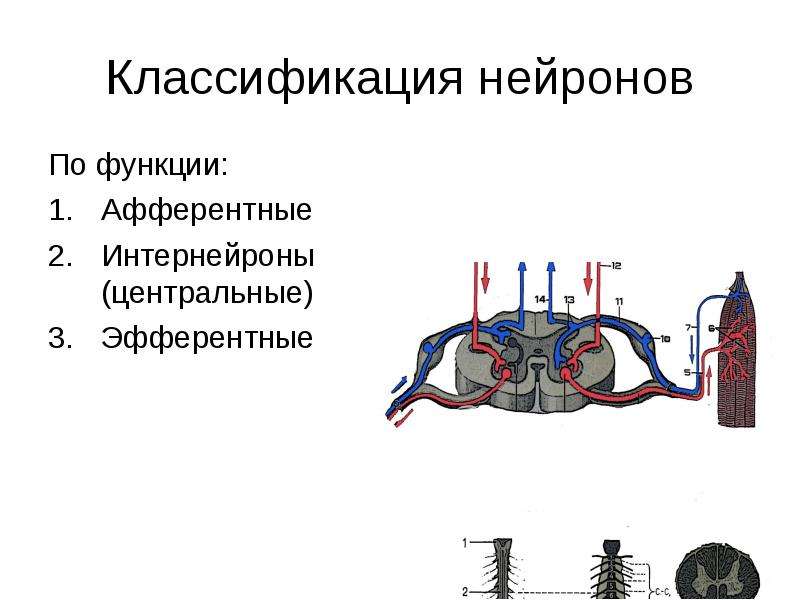 Классификация нейронов афферентные. Афферентные и эфферентные нервные клетки. Афферентные вставочные и эффекторные Нейроны.