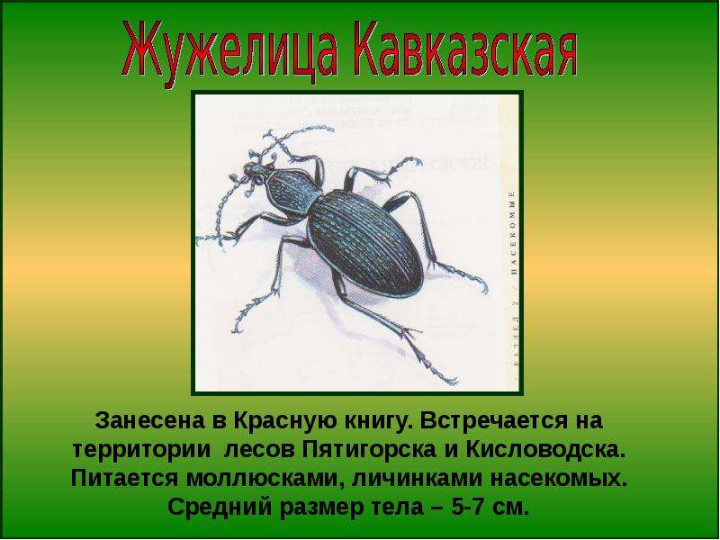 Какой тип развития характерен для жужелицы крымской изображенной на рисунке