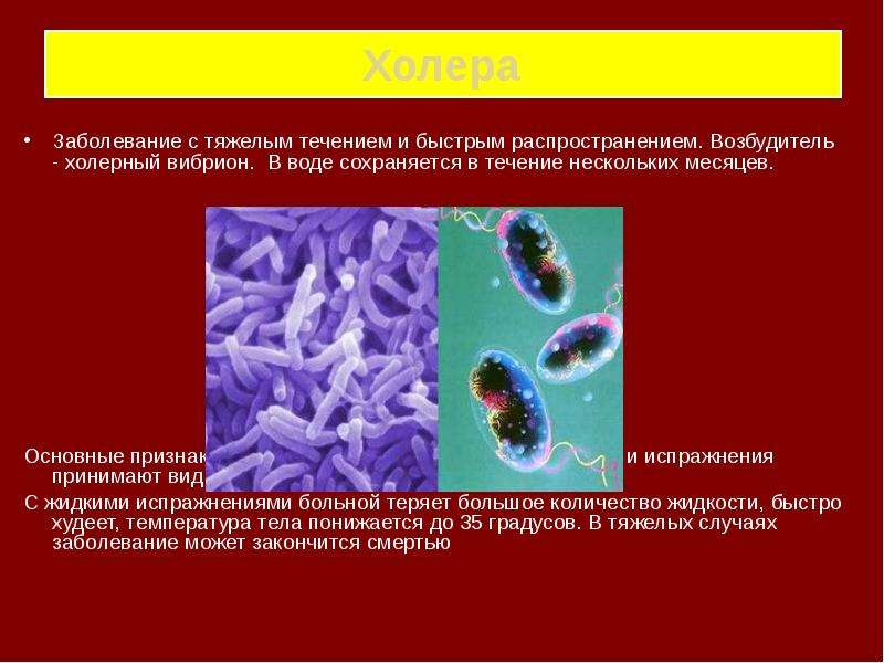 Какой тип питания характерен для холерного вибриона изображенного на рисунке