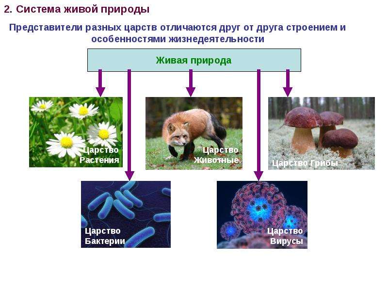 Происхождение и развитие бактерий грибов животных и растений схема