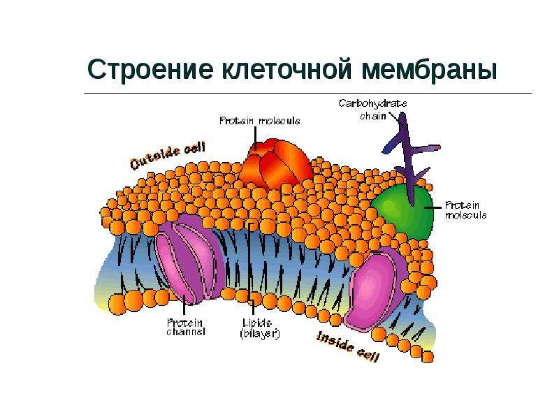 Живая мембрана. Строение клеточной мембраны. Строение мембраны живых клеток. Мембрана живой клетки. Особенности строения клеточной мембраны.