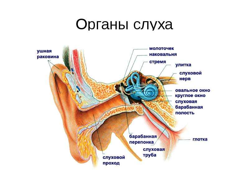 Картинка строение органа слуха