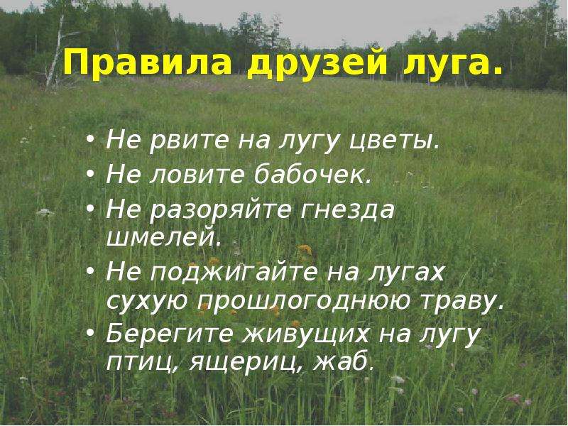 Животные луга презентация