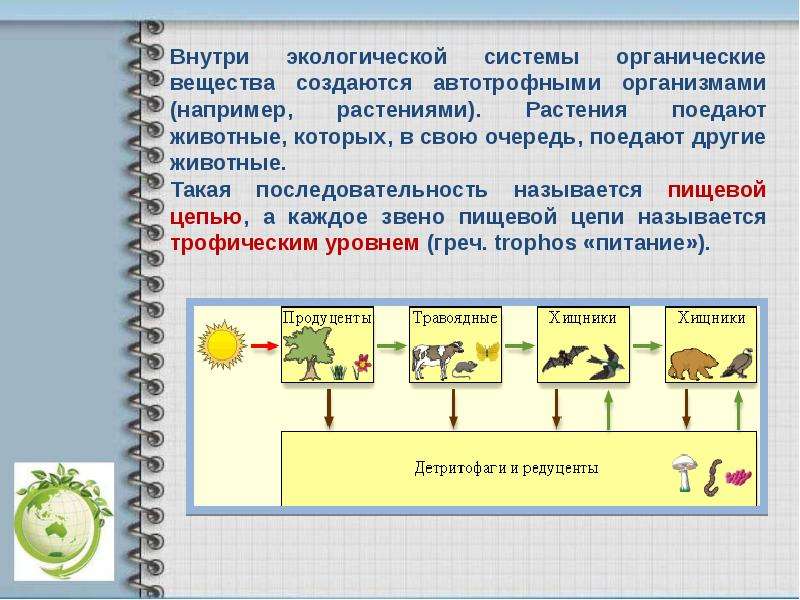 Поток энергии и пищевые цепи презентация 9 класс пасечник