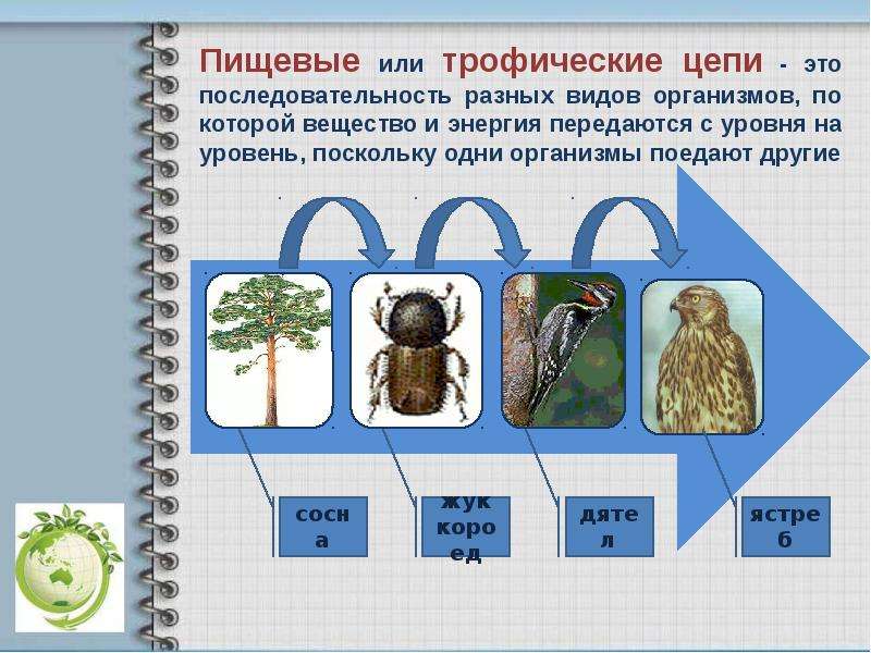 Трофические цепи презентация