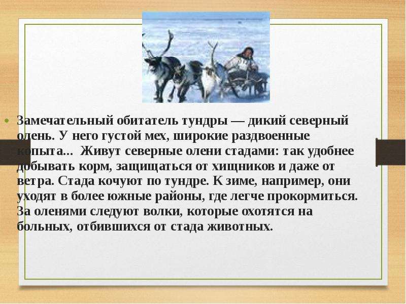 Какие трудности преодолевают люди в тундре. Дикий Северный олень доклад. Краткое сообщение о Северном олене тундры. Сообщение о жителях тундры. Сочинение про Северного оленя.