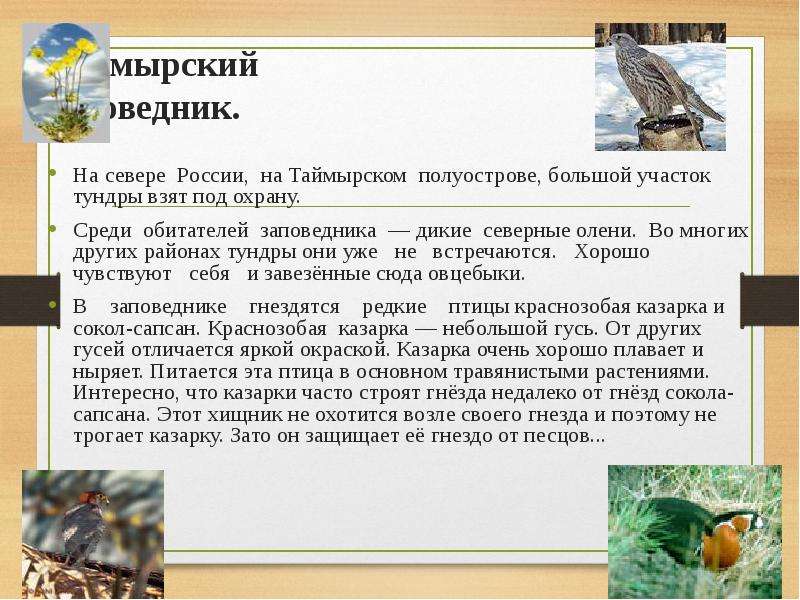 Название заповедников расположенных в зоне тундры. Таймырский заповедник доклад. Таймырский заповедник сообщение. Таймырский заповедник описание. Заповедники тундры информация.