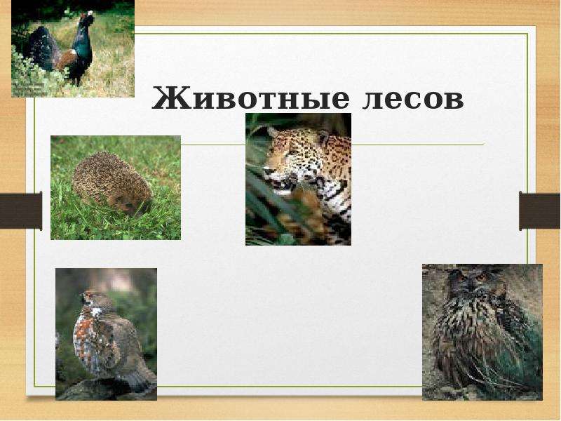 Лев в какой природной зоне. Животные смеш и широкол лесов. Укажи зверей леса. Животные Лесной зоны на букву а. Чем животные Лесной зоны отличаются от животноводства тундры.