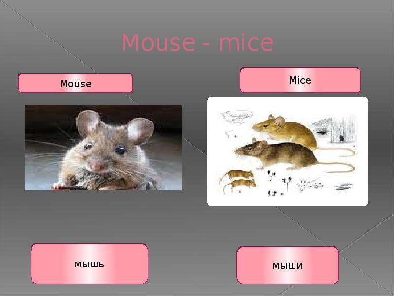 С английского на русский язык mice. Мышка по английскому. Mouse транскрипция на английском. Карточки слова на английском Mouse. Mouse карточка на английском.