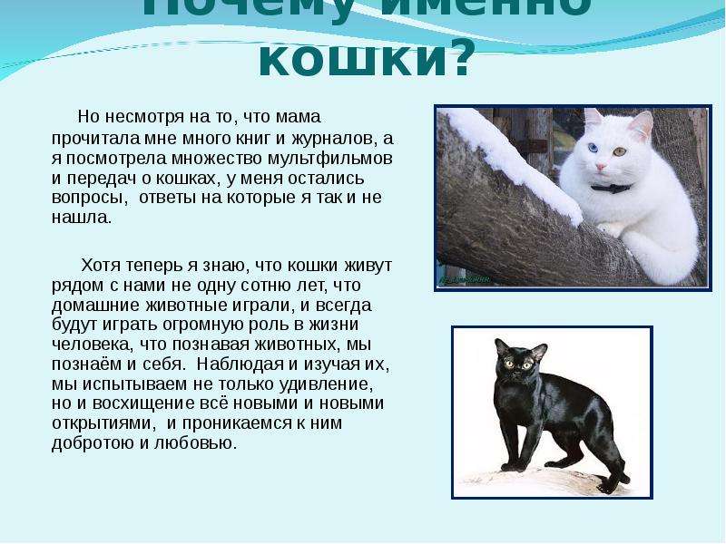 Проект кто такие кошки