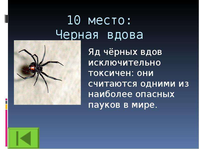 Слово вдова. Презентация на тему ядовитые животные. Сообщение об опасных животных 4 класс. Опасные животные презентация. Опасные животные сообщение 4 класс.