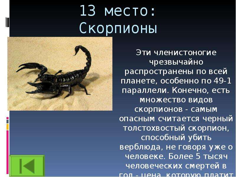 Презентация на тему скорпионы